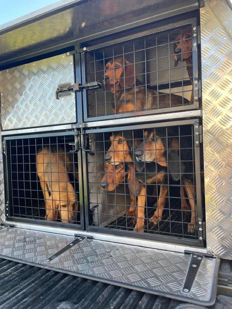 Voilà les chiens ont trouvé leur place dans l allier 03 dans leur nouvelle Caisse a chiens Sébastien Dournes  