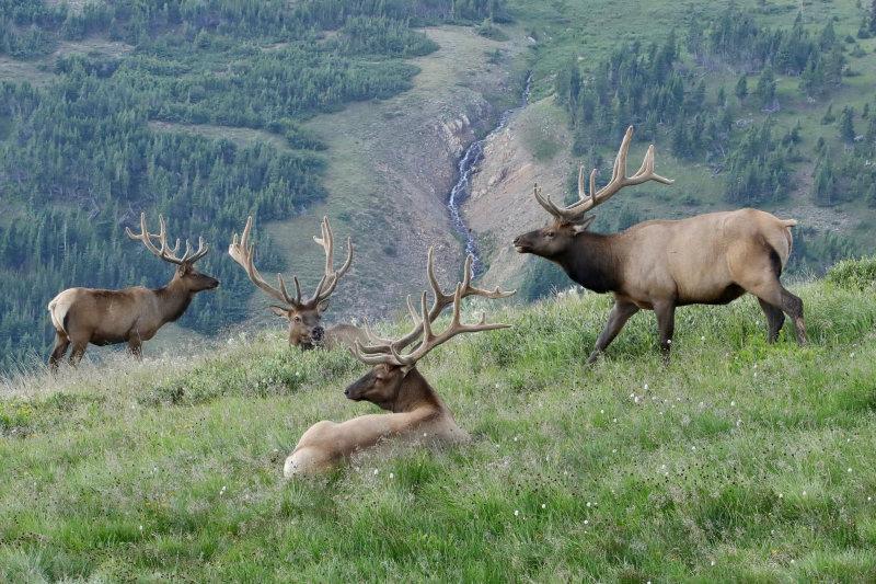The bull elk are beginning to move to lower elevations in preparation for the September rut, but these guys are still high up on the tundra