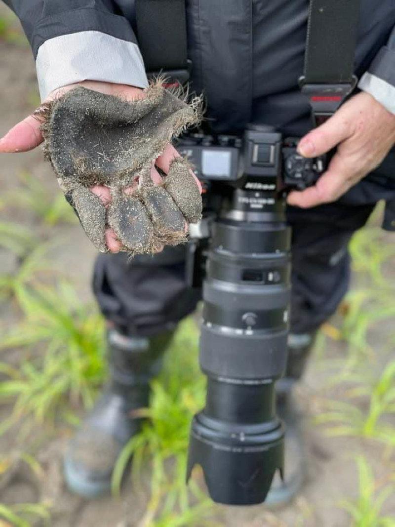 during my hike looking for bears to photograph I came across this bear paw pad