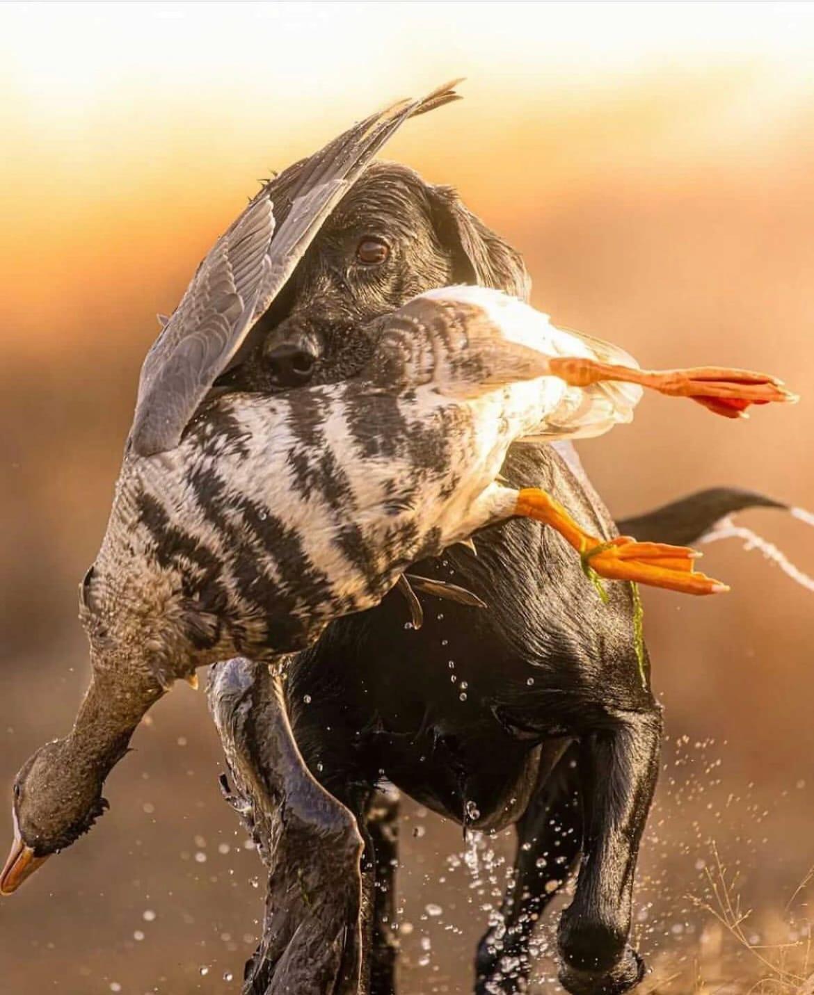 GUNDOGMAG