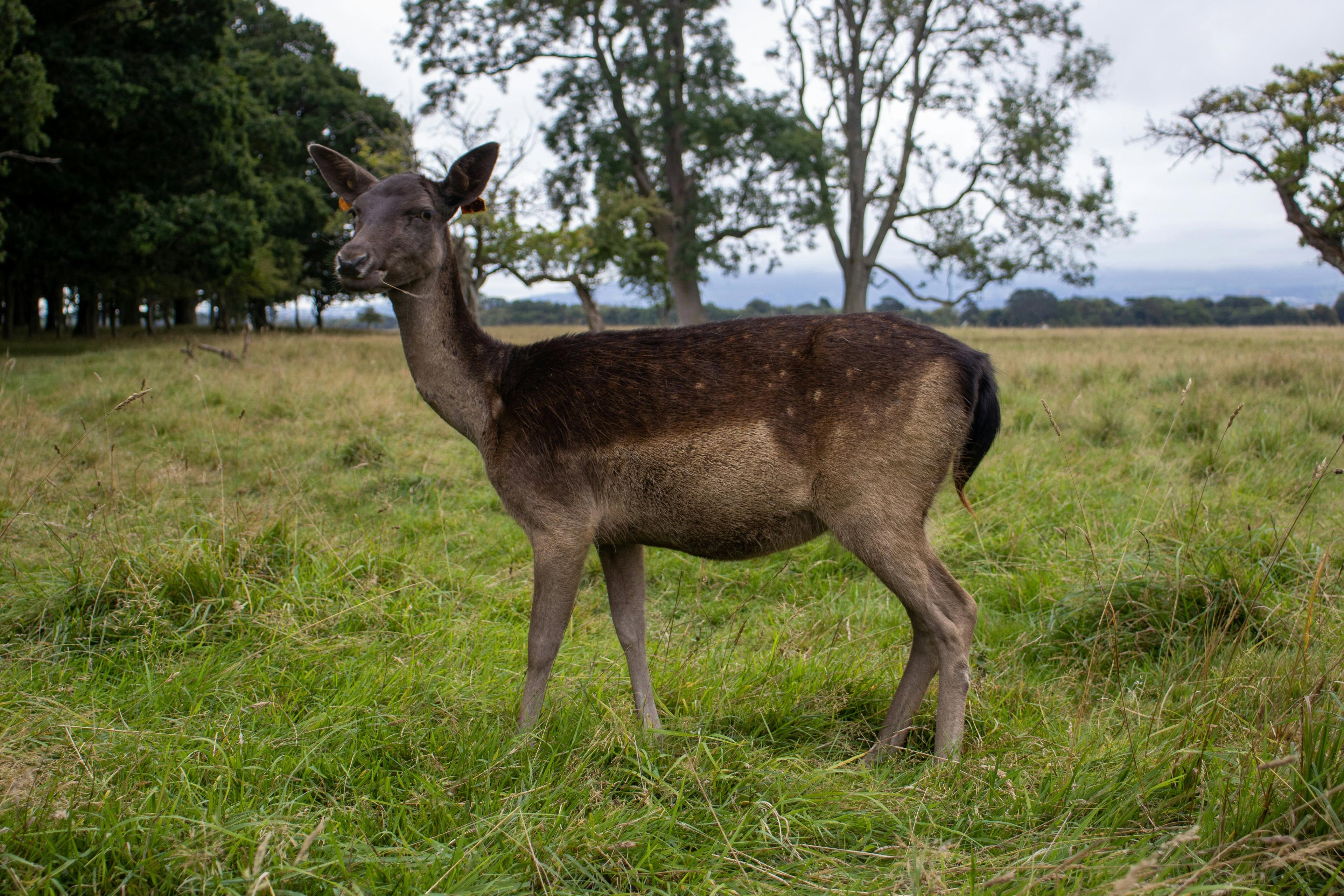 The Wicklow Mountains, located in the Leinster, Ireland offer a heaven for deer hunters.