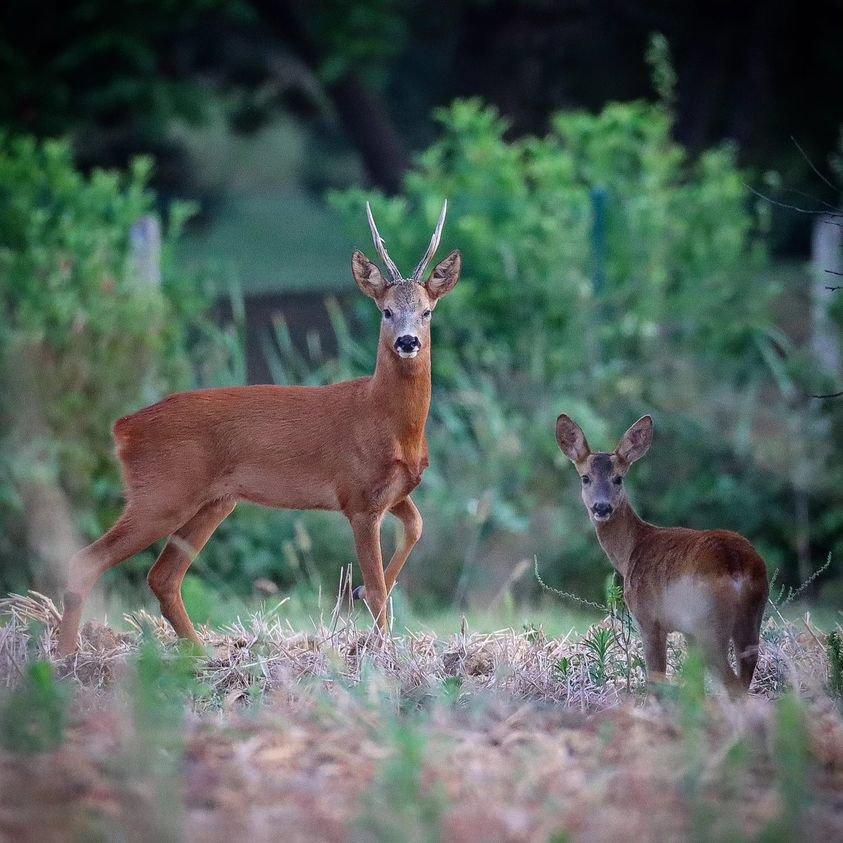 🦌 Père et fils fixant le photographe🦌