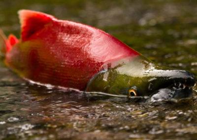 Life of a Sockeye