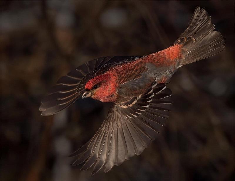 Pine Grosbeak photographed today in Finnish Lapland while guiding Finnature Arctic Seaducks and Puffins on snow photography tour.