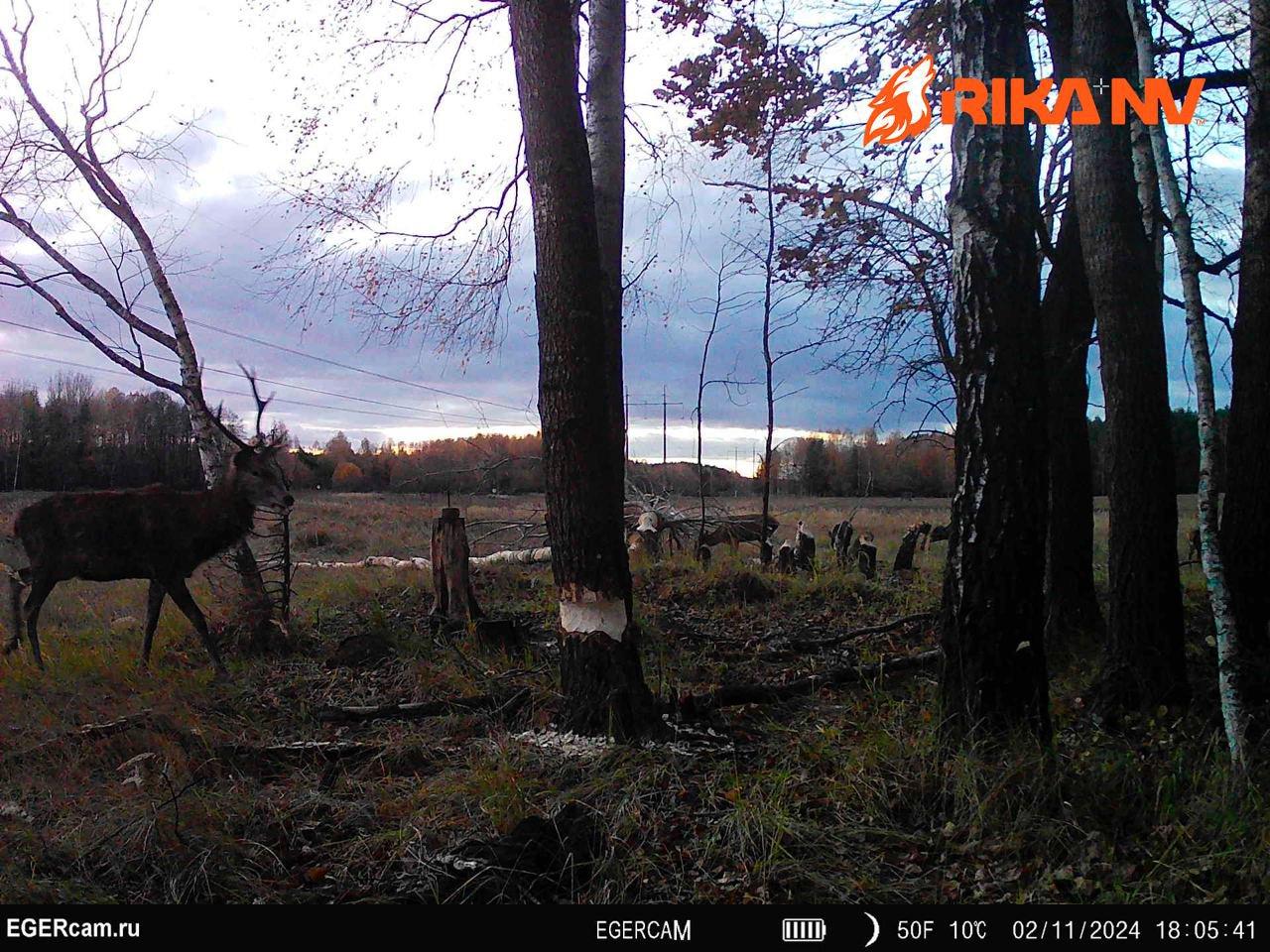 Successes in filming beavers in the Belarusian lands