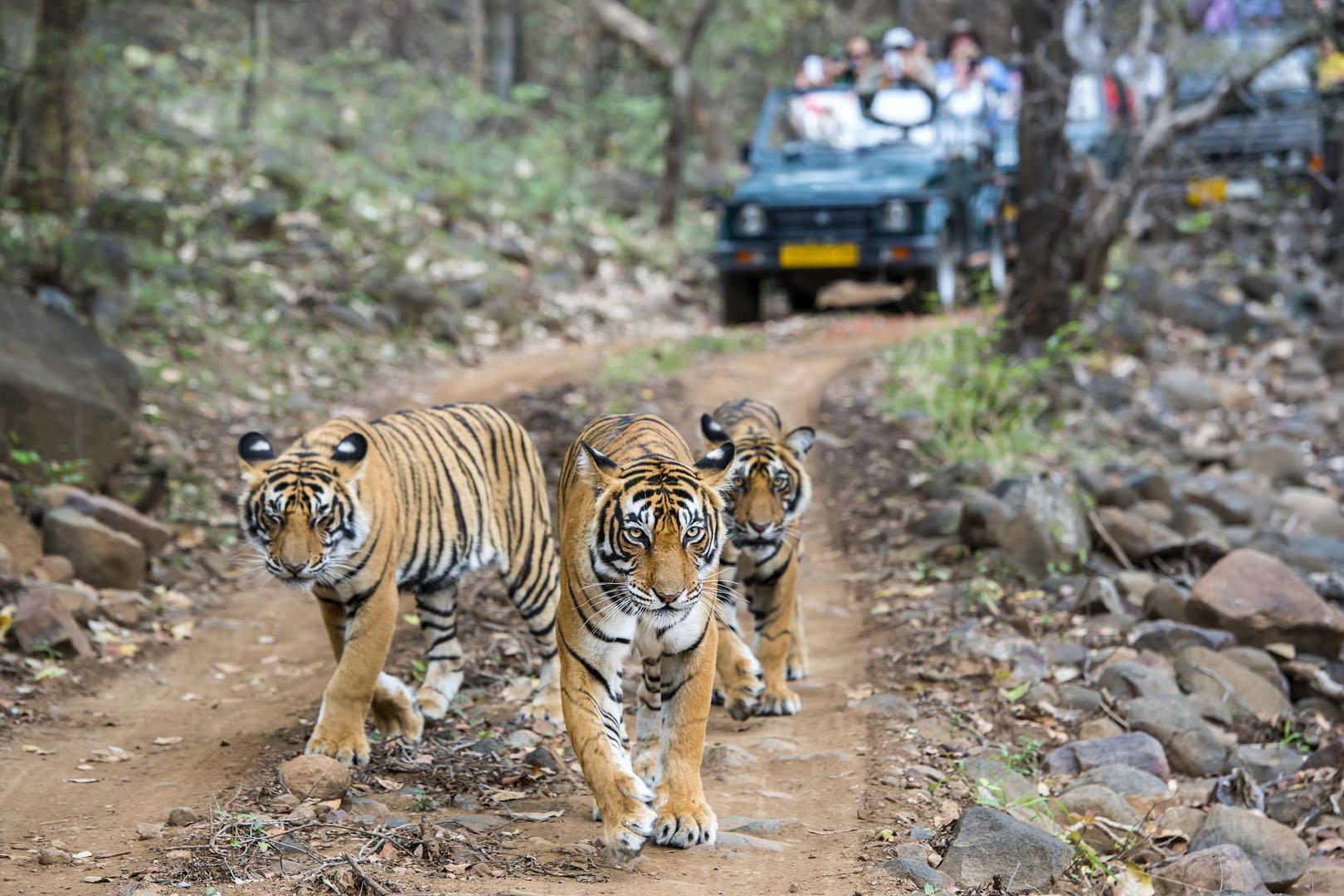 How the return of poaching threatens India’s tiger success story