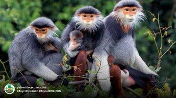 Vividly coloured and with a Zen-like calmness, Red-shanked Douc Langurs are critically endangered by #palmoil and other #deforestation along with #hunting throughout their range.