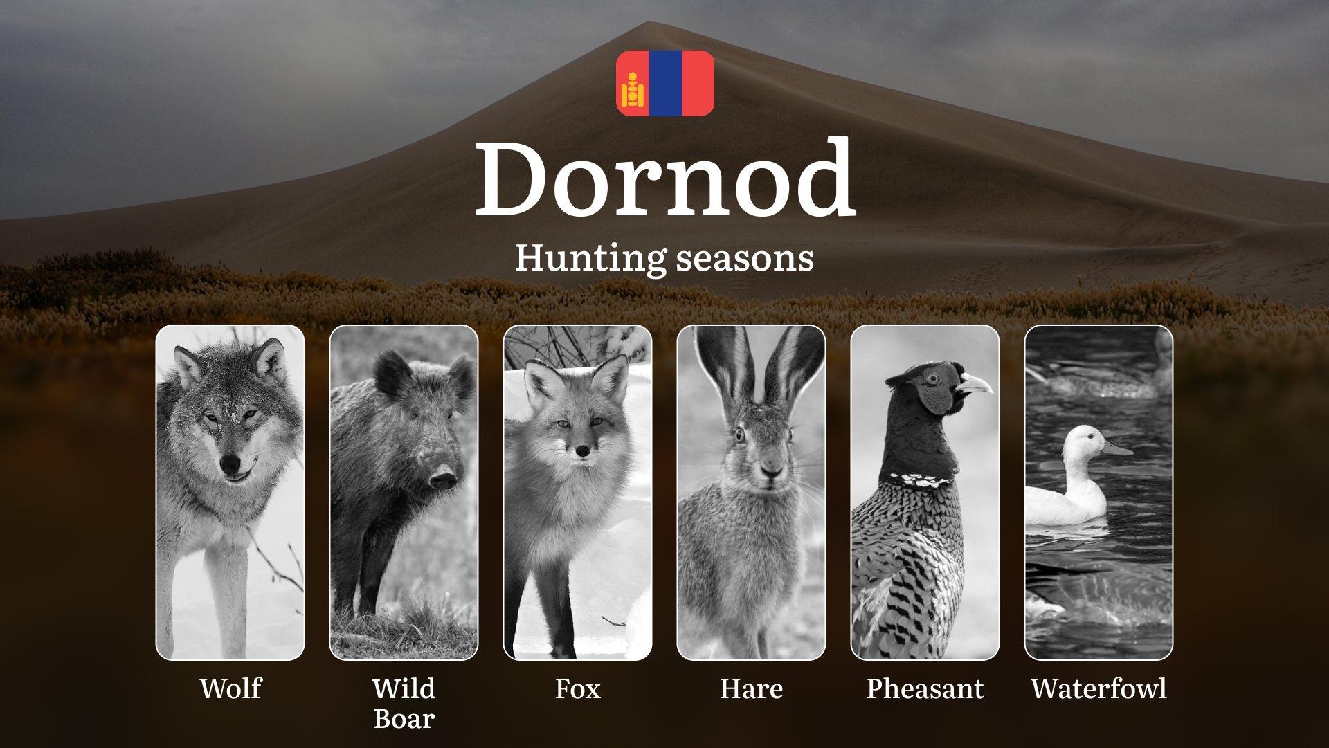 Hunting Periods and Local Rules in Dornod Province: Species You Can Hunt Throughout the Year, Seasonal Activity of Game, and the Steps to Get a Legal Hunting License in the Region