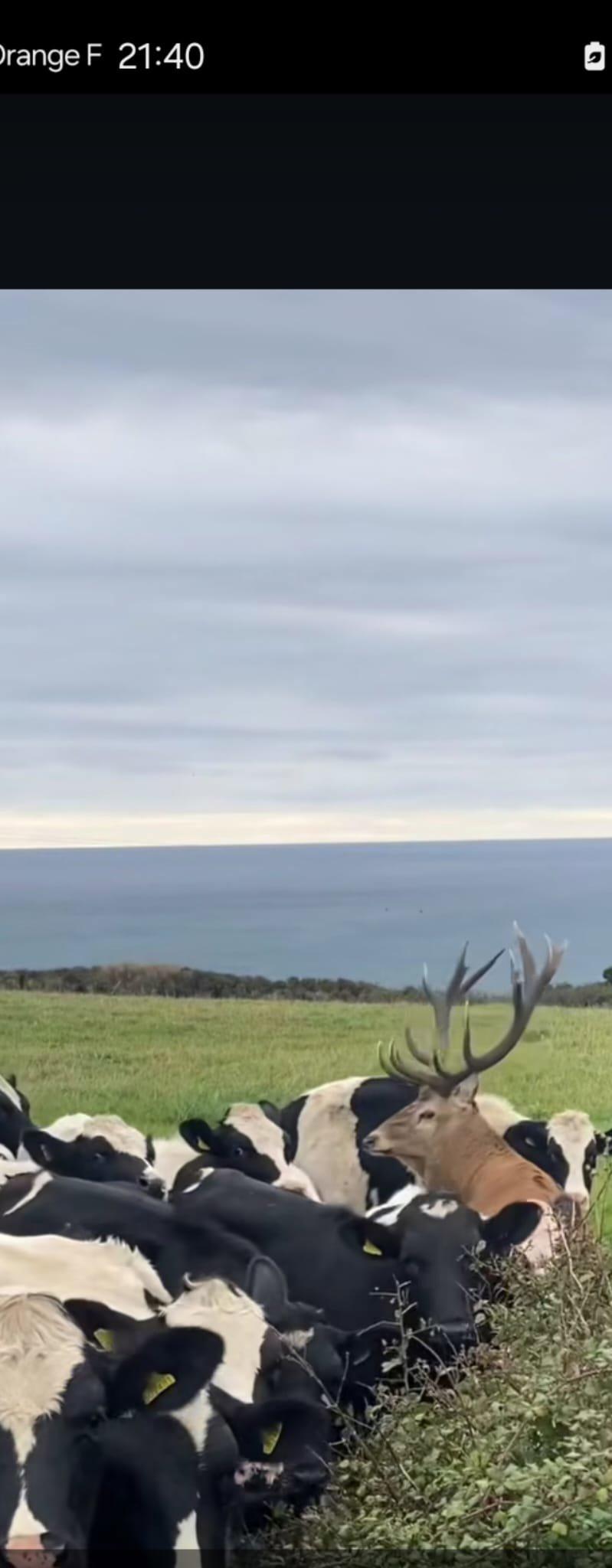 Umagnifique cerf qui se trompe de harde...