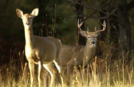 Hunting regs, deer hunting licenses now available