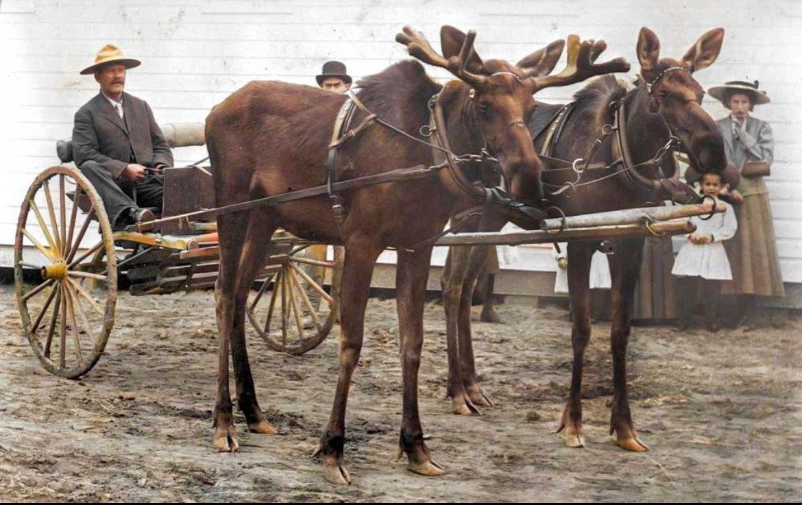 ムースのチーム。 カナダ、1902年。