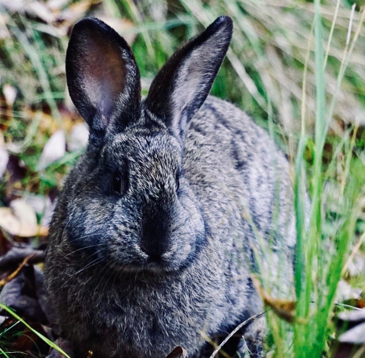КРОЛИК ДИКИЙ: описание, охота на дикого кролика, повадки, методы, трофеи и правила, фото.