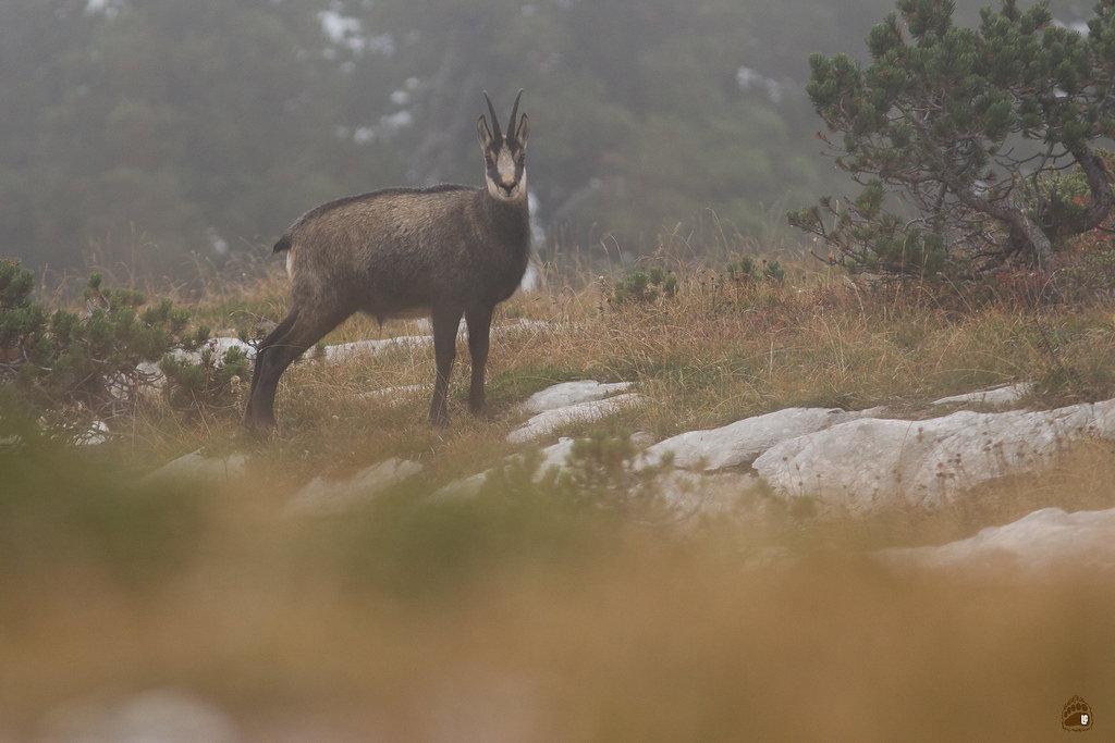 The Chartreuse Chamois is a mountain game that lives in the Chartreuse Massif, in the south-east of France.