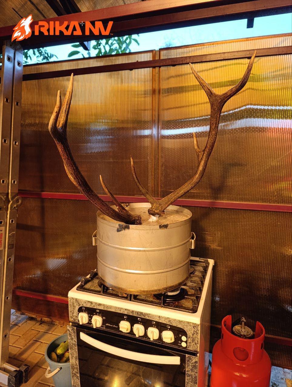 🍜🦌Proces obrade trofeja od Pavela Volodka!