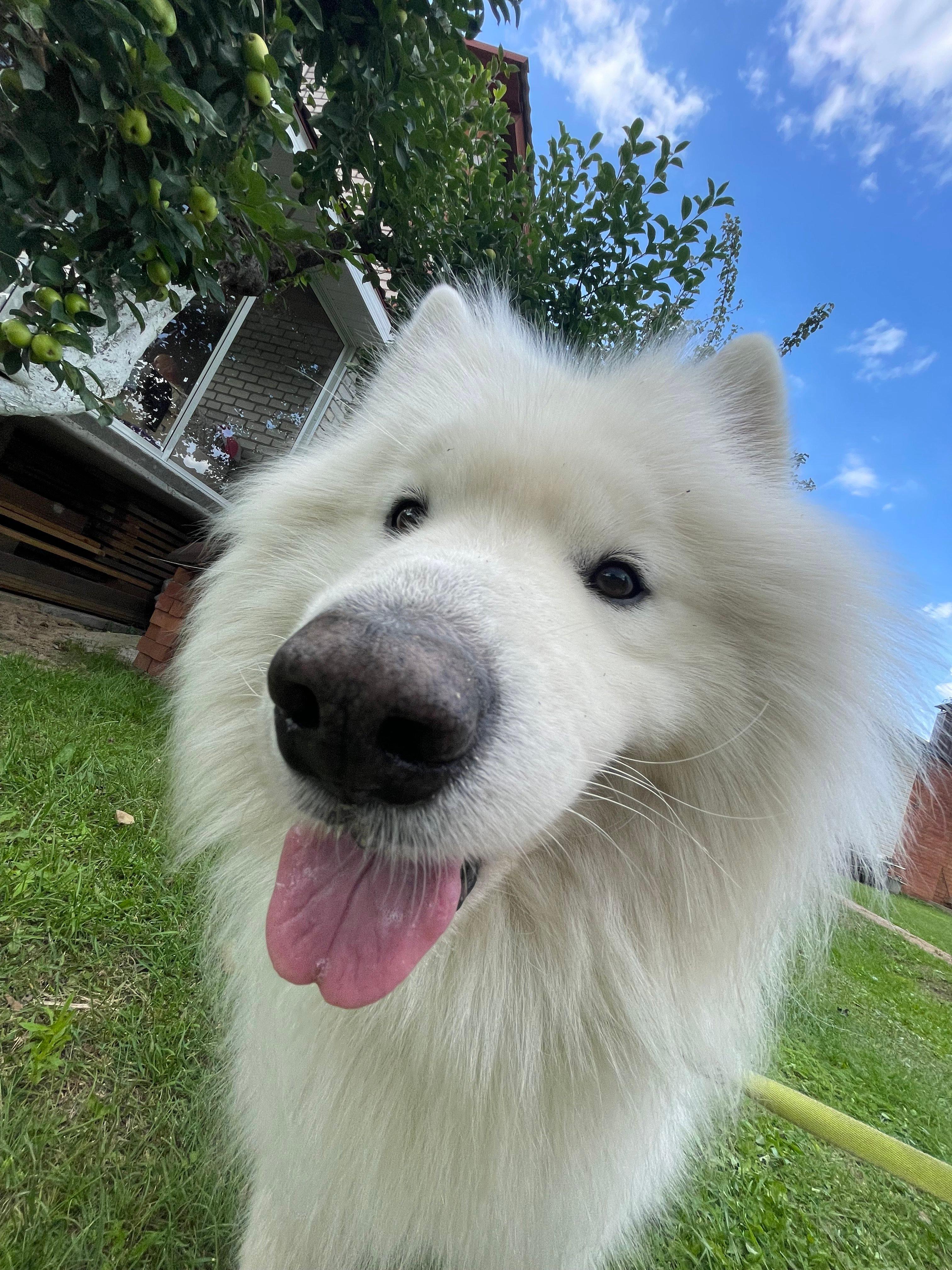The Alaskan Malamute is a majestic breed known for its strength, endurance, and friendly nature.