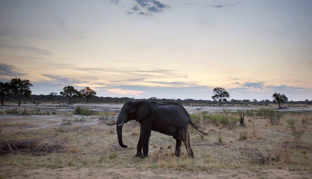 Hunting in Zimbabwe Set to Beat Levels Before Pandemic Struck