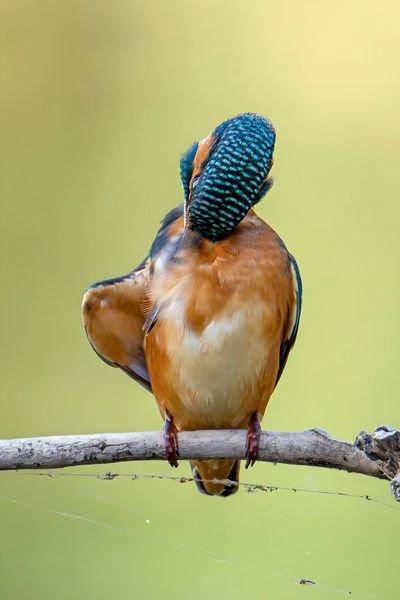 Plus de la séance photo du martin-pêcheur posant :)