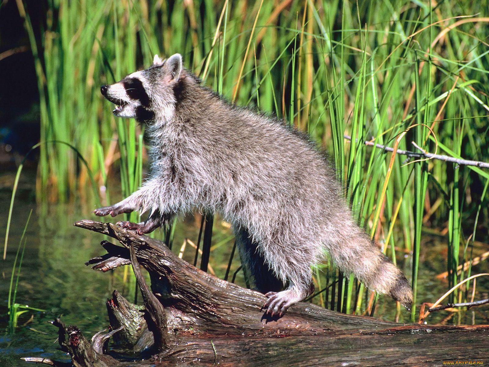The name “raccoon” comes to us from the Indian word “Arakun”, which translates as “scratching with his own hands.”