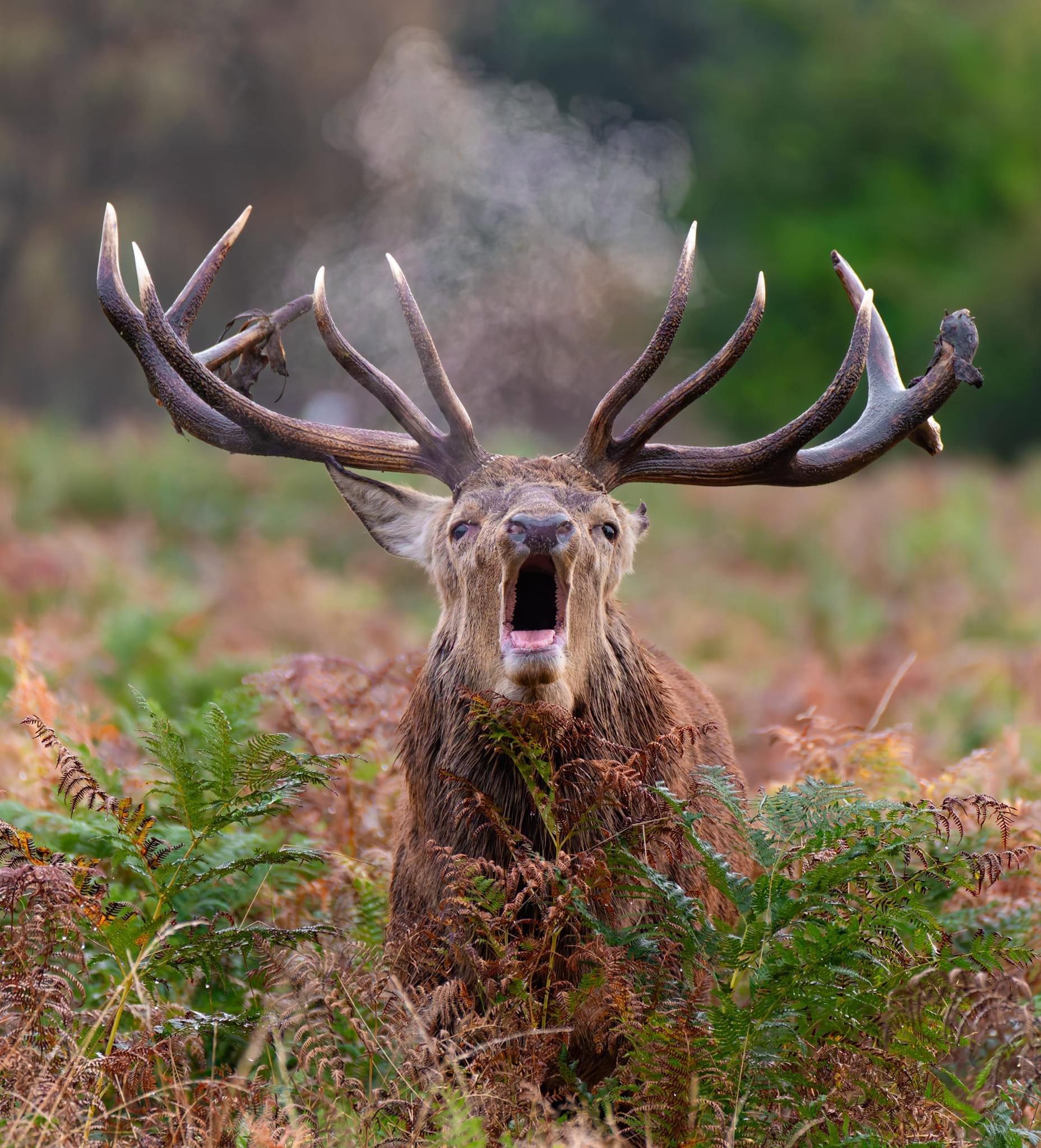 A Brilliant Day Capturing Stags in the Wild
