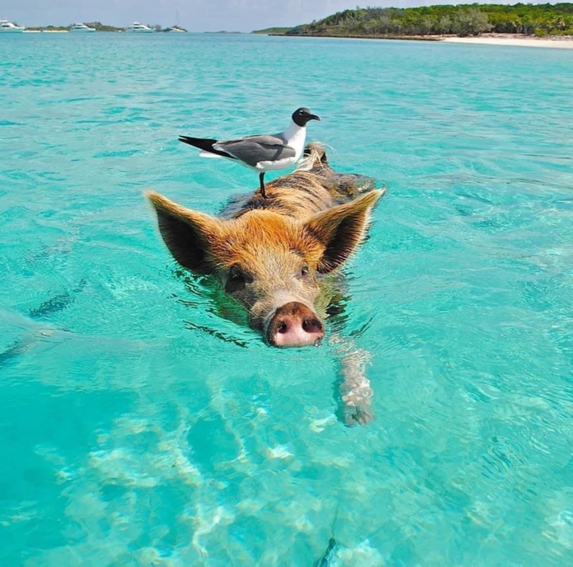 Pig 🐽 Beach 🏖️ Exuma, Bahamas 🇧🇸
