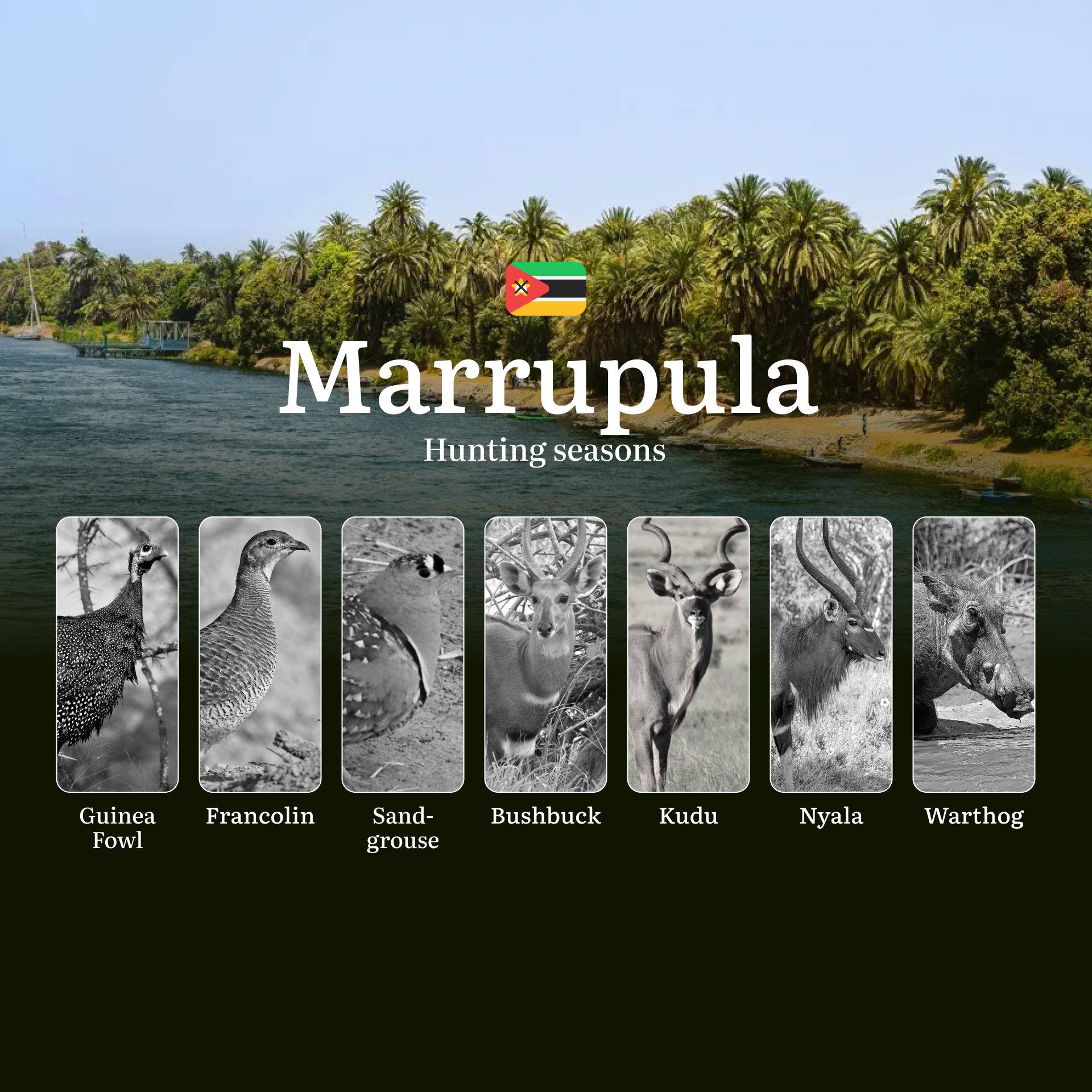 Whispers of the Miombo: Mastering the Hunting Seasons, Trophy Pursuits in Mozambique's Untamed Marrupula Wilderness