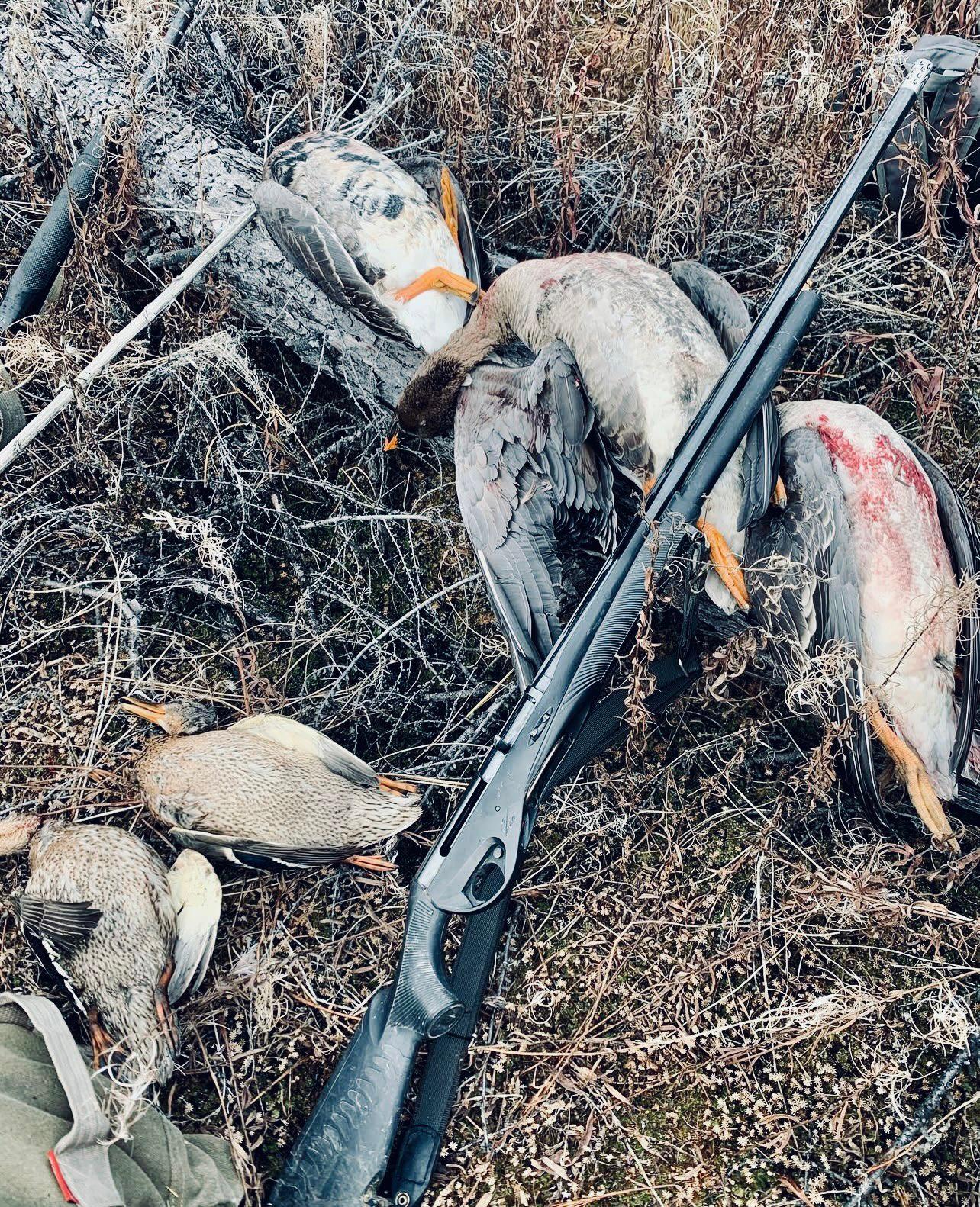 ОХОТА НА УТКУ ОСЕНЬЮ в России: методы, сроки, правила, цена, советы и интересные факты