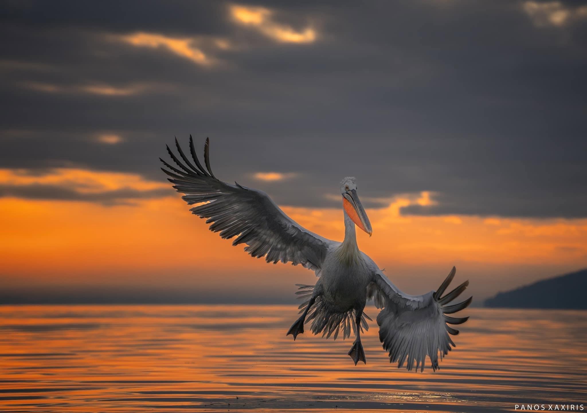 Pelicans
