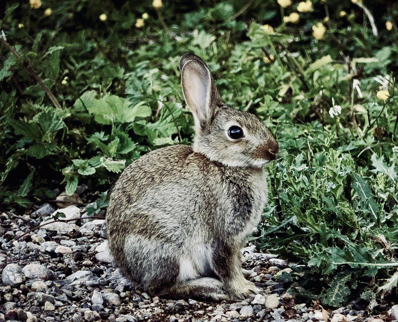 КРОЛИК ДИКИЙ: описание, охота на дикого кролика, повадки, методы, трофеи и правила, фото.