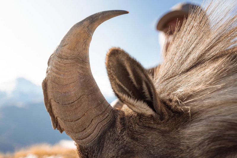 🇺🇸 I can’t get enough of this beautiful animal and the breathtaking mountains where they live!