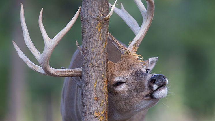 Your November Rut Playbook