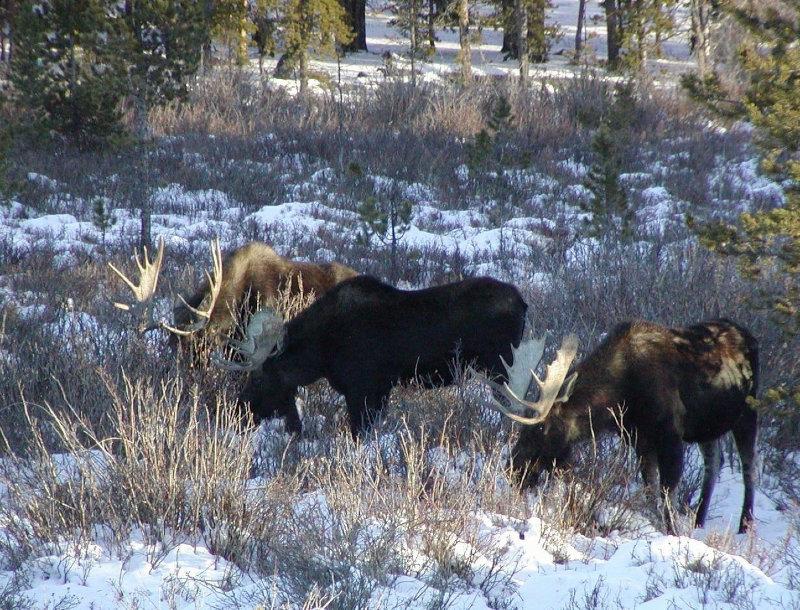 Bighorn Mountains, Wyoming.