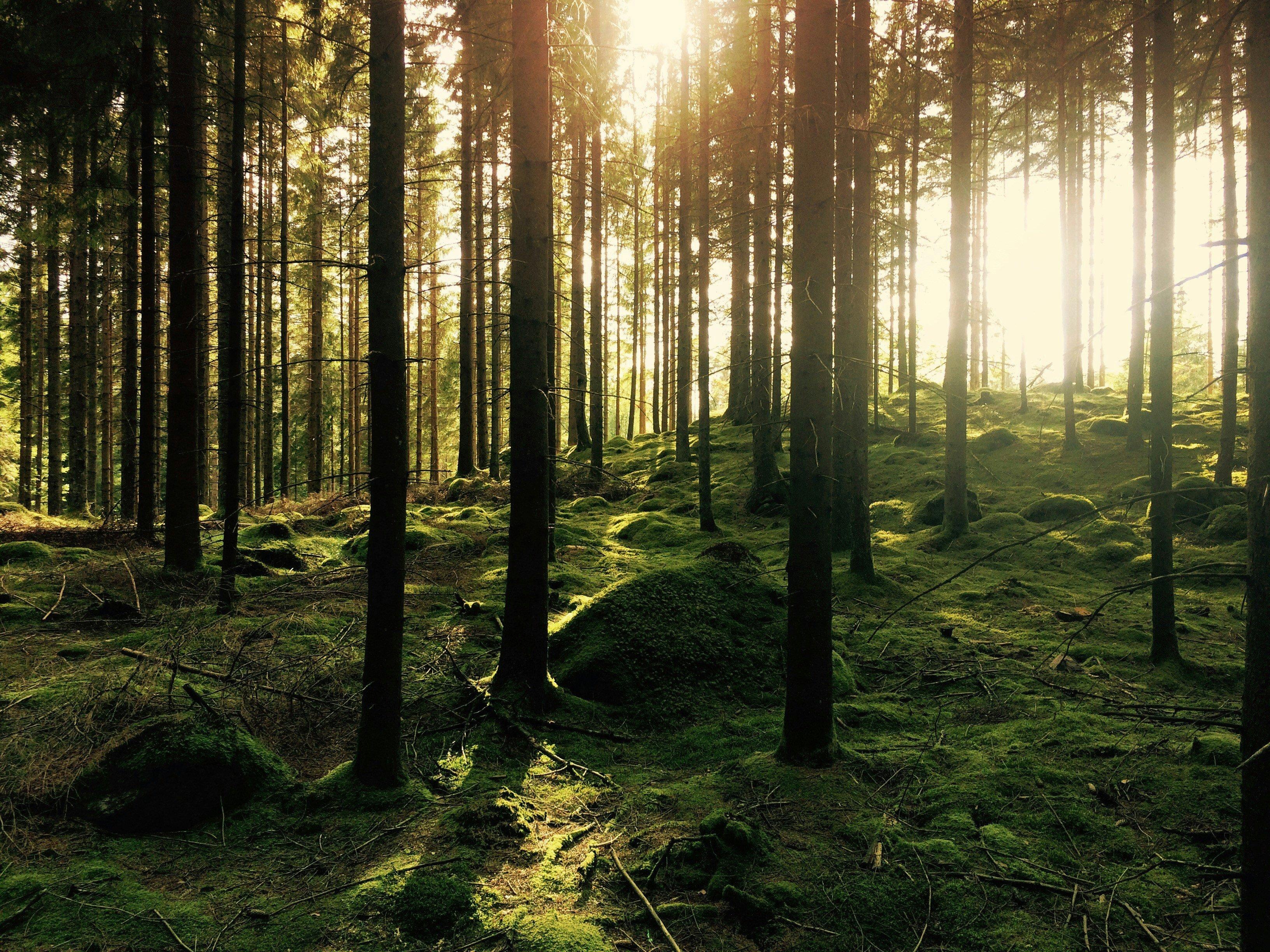 Hunting in Luleå, Sweden: A guide to permits, game species, hunting seasons, and local traditions for a rich hunting experience in the northernmost part of Sweden