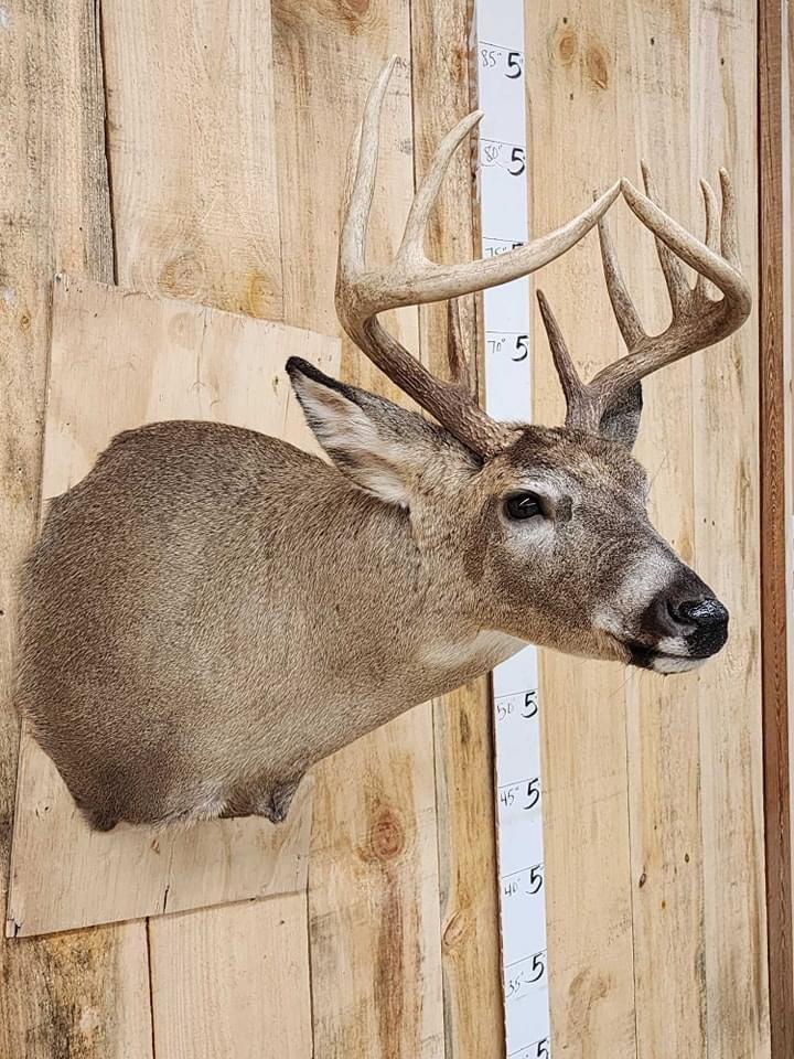 Cool basket rack Whitetail  with touching  main beam tips for the spring auction in Maquoketa Iowa