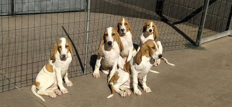 Chiots.