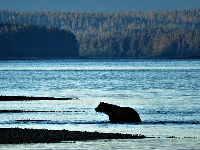 The Roadless Rule in the Tongass National Forest is Vital for Both Hunters and Brown Bears