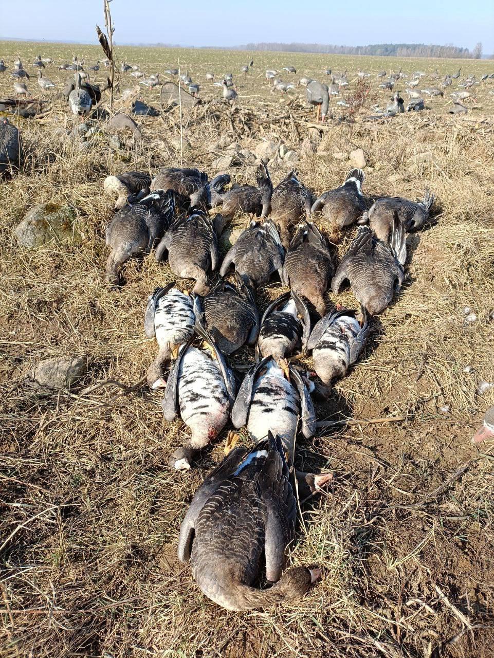 Goose Hunting in Belarus 2025: Full Guide to Seasons, Methods, Permits, and Prices