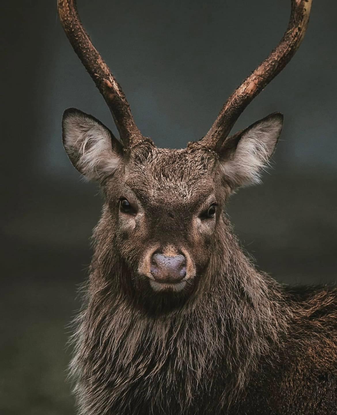 A portrait of a mature County Meath Sika stag