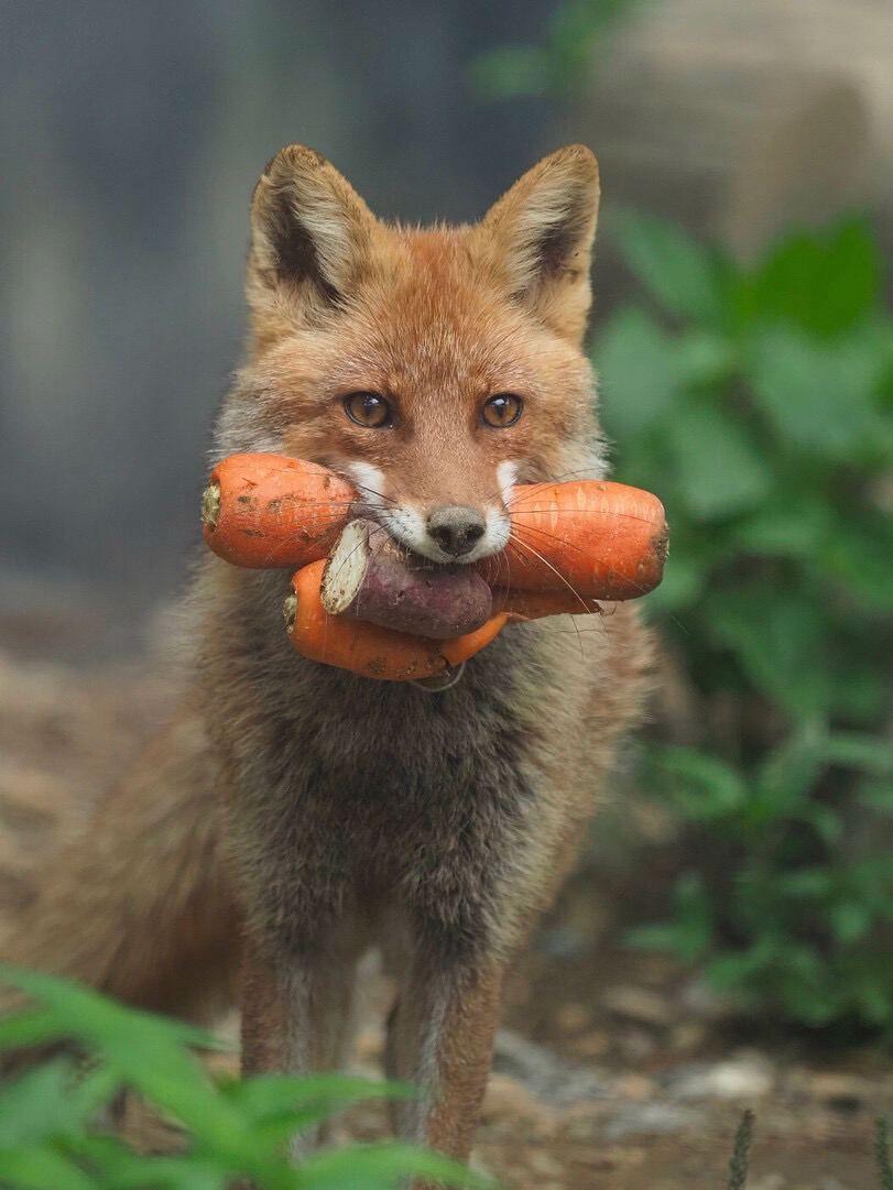 🦊🥕🍠
