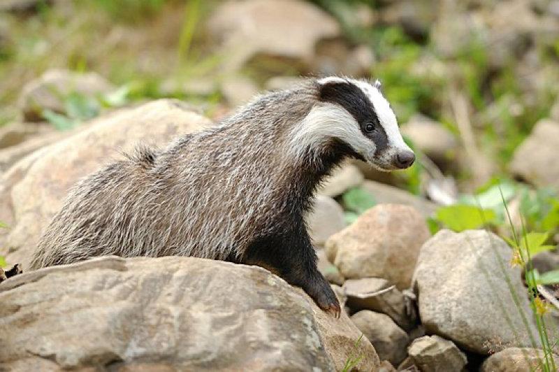 Badgers in the wild