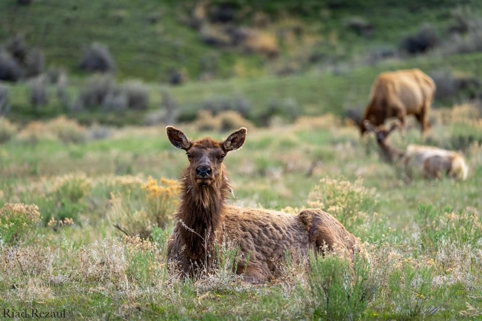 My first time visiting Yellowstone National Park this year.
