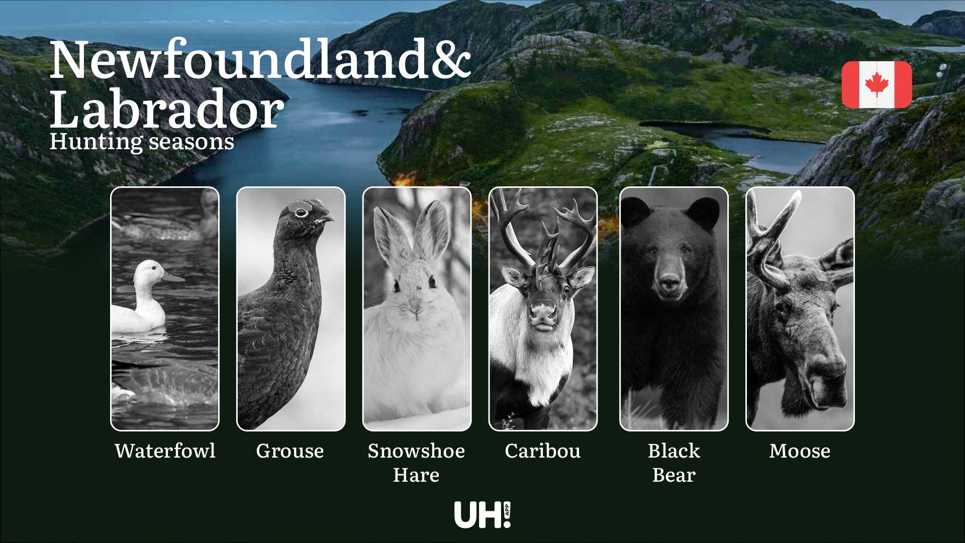 Hunting Seasons in NEWFOUNDLAND AND LABRADOR (Canada): Key Hunting Periods, Essential Regulations, and Required Licenses