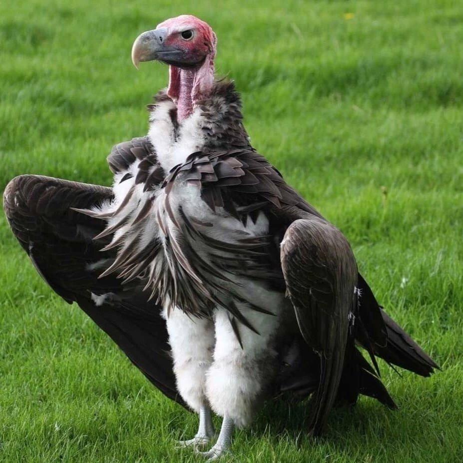 African eared necks are proud to show you their fluffy pants.