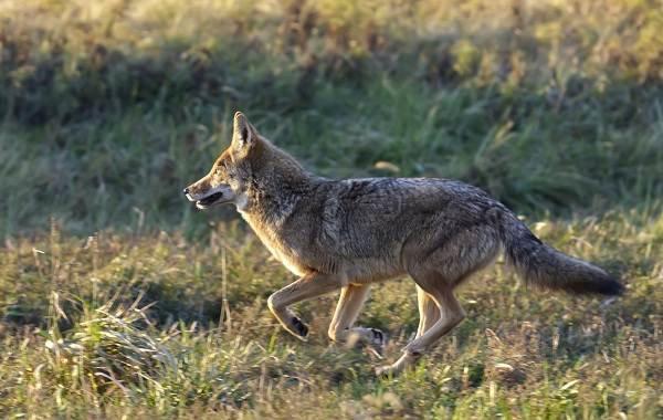 Coyote hunting is one of the most common forms of predator hunting that humans partake in.