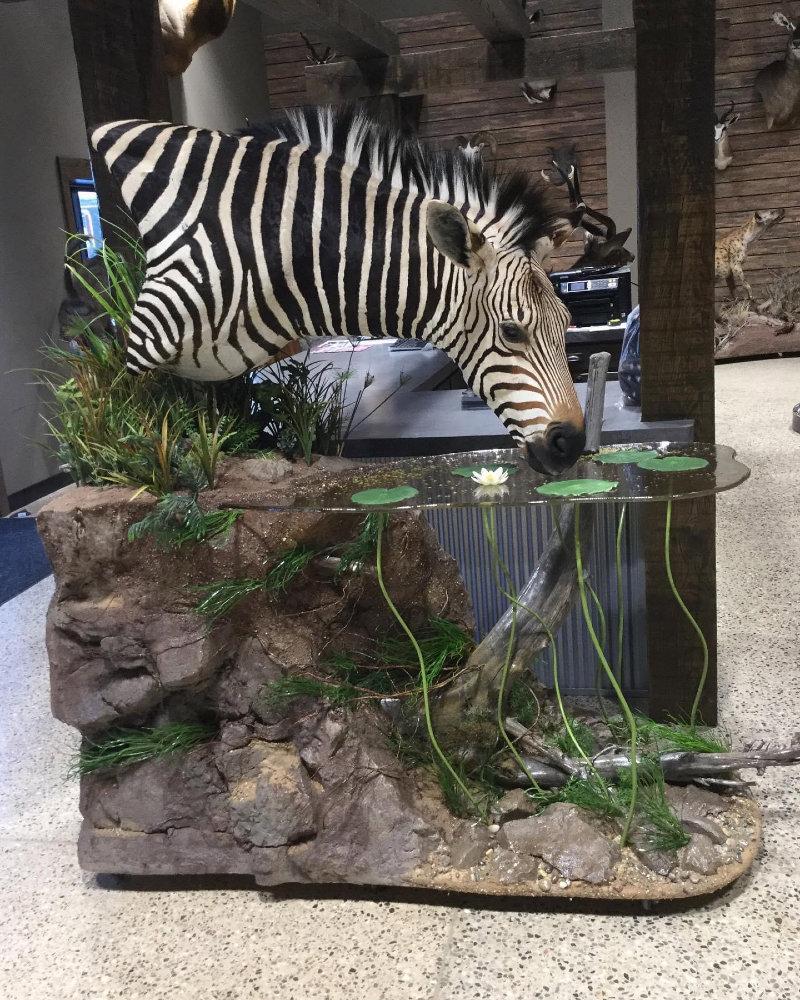 The patterns on a African Zebra are truly memorizing!