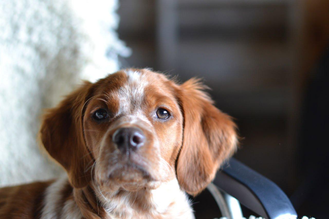 The Breton Spaniel: A Comprehensive Guide to Raising, Training, and Hunting with Your Puppy