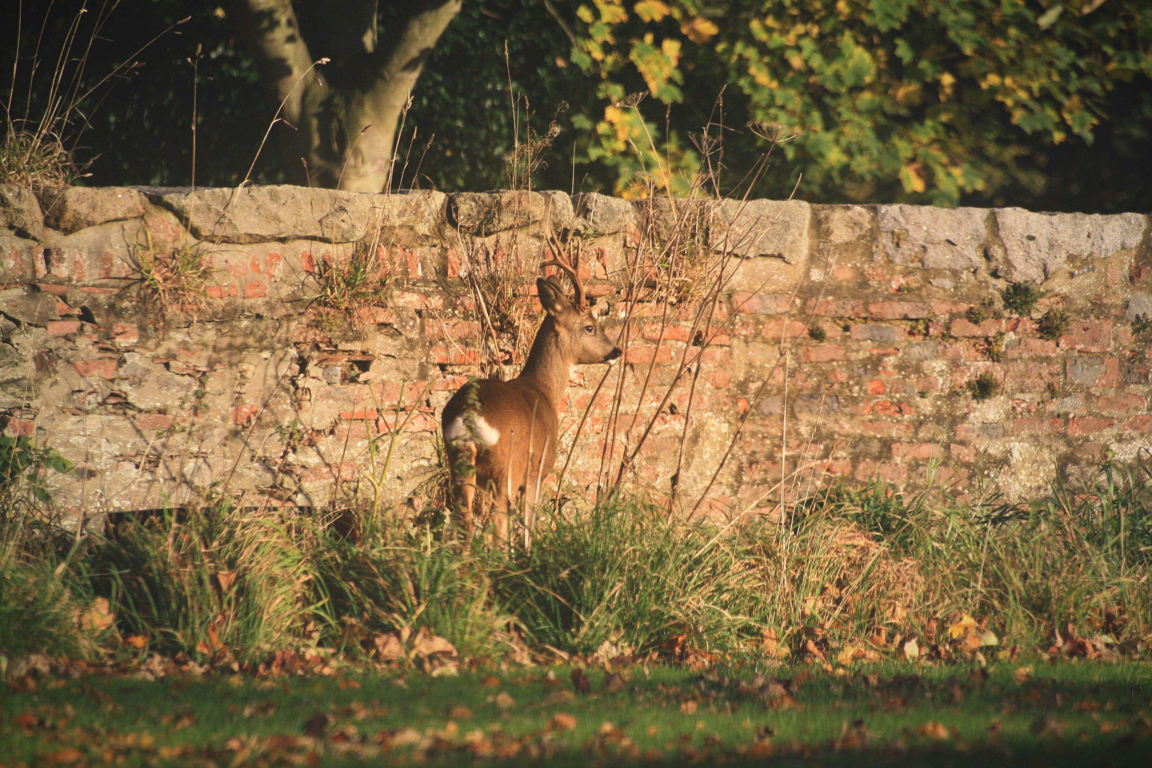 Hunting in Isle of Man, Crown Dependencies: hunters and demographics of the region, types of hunting and hunting animals, hunting legislation