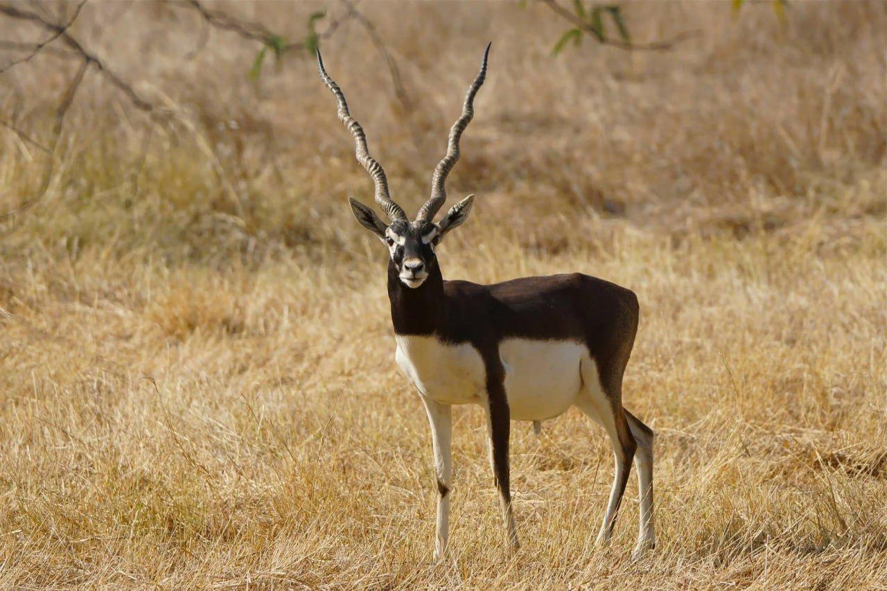🌿 Protect Our Wildlife: Ethical Hunting Matters 🌿