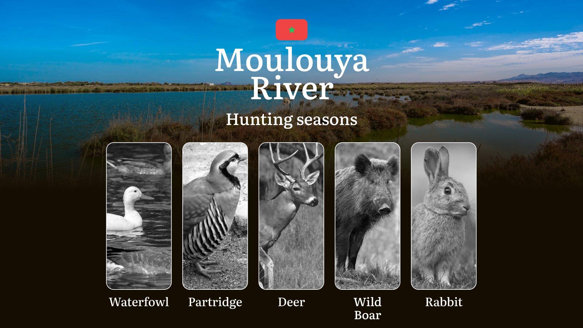 Moulouya River: Hunting Seasons and Timing, Regulations and Licensing, Required Documents and Procedures, Tips for Hunters 