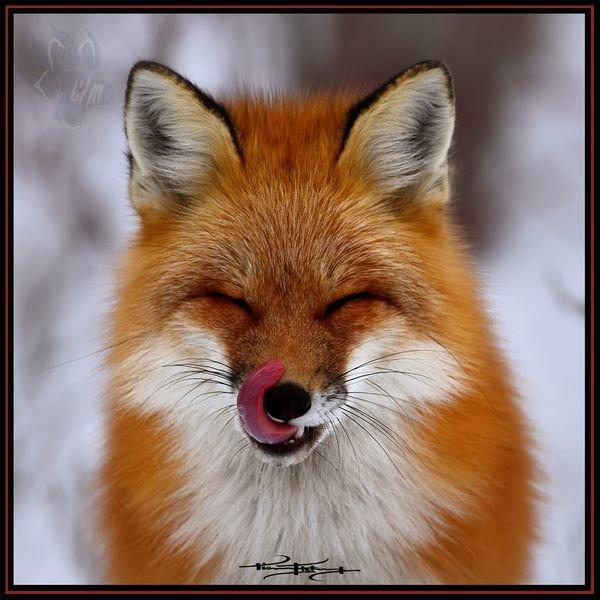 Renard roux - Red Fox