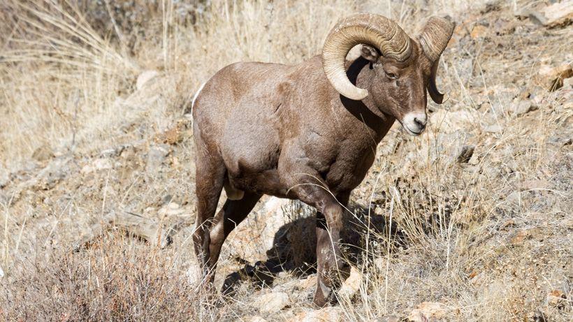 Pneumonia found in bighorn sheep in Montana